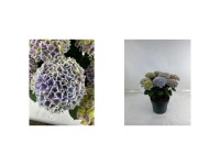 Hortensie Hydrangea Hi Diva Topf Ø 23 cm
