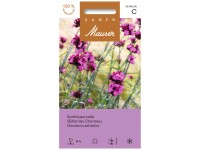 Kartäusernelke  rot