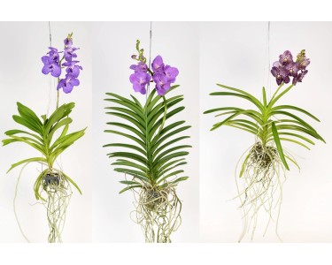 POWERS TO FLOWERS - ORCHIDEA WANDA BLU IN VASO VETRO, pianta vera