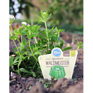 Blu Aspérule odorante bio (Galium odoratum) en pot, avec des fleurs blanches et des feuilles vertes.