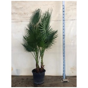 Palmier éventail Washingtonia robusta en pot, env. 180 cm de haut. Plante d'intérieur décorative.