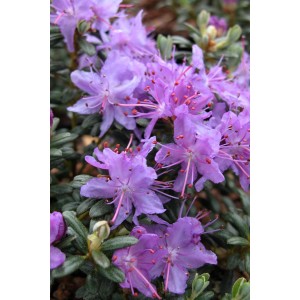 Primo piano del rododendro nano Impeditum viola-blu con foglie verdi.