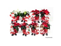 Weihnachtsstern Mini Euphorbia pulcherrima Weihnachtskeramik assortiert Ø 6 cm