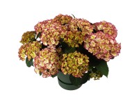 Hydrangea Hi Moon Red 6+ Hy-pe Topf Ø 23 cm / Höhe 45 cm