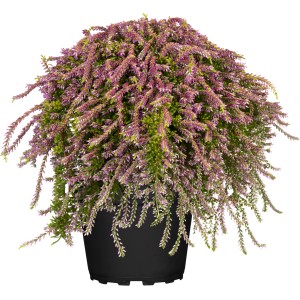 Hängende, rosa Knospenblüher-Heide Nelly im Topf. Winterharte Calluna für Balkon und Garten.