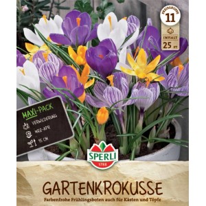Sperli Gartenkrokus Mix, Blüten in Gelb, Weiß und Violett im Topf.