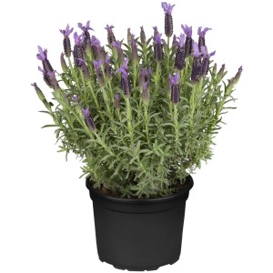 Lavande Lavandula stoechas Violet en pot, hauteur env. 20 cm.