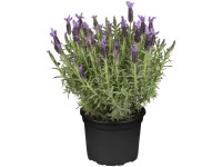 Schopf-Lavendel Lavandula stoechas Violett Topf Ø 19 cm / Höhe ca. 20 cm