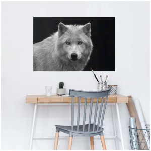 Maxiposter: Weißer Wolf mit blauen Augen, Format 61x91,5 cm.