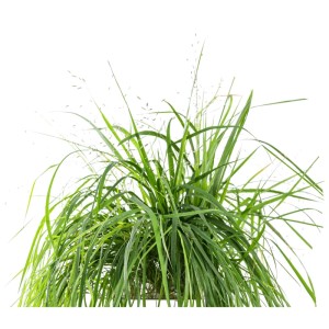 Véritable Gramigna dell'amore: Pianta ornamentale decorativa con steli verdi per giardini interni.