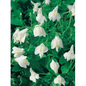 Mazus reptans bianco in vaso da 9 cm, pianta decorativa per la zona ripariale dello stagno.
