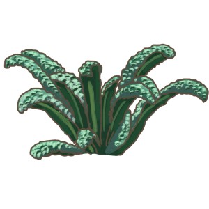 Blu Bio-Palmkohl Black Magic en pot, feuilles vert foncé. Légume-feuille pour le jardin.