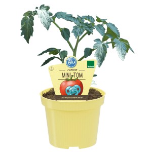 Blu Mini-Tom pomodoro in vaso, piccoli frutti rossi, ideale per balcone e terrazza.