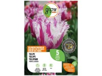 GROW by OBI Tulpe Purple Circus Purple/Weiss 50 cm / 5 Stk.