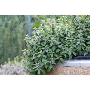 Menthe banane en pot (env. 12cm Ø) avec feuilles vertes et fleurs violettes.