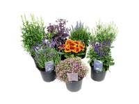 Stauden-Mix Bienen Topf Ø 17 cm / Höhe: ca. 35 cm