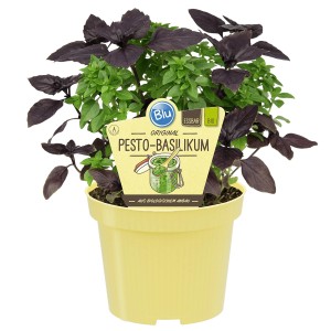 Blu Bio-Pesto Basilic en pot (Ø 12cm) avec feuilles vertes et rouges.