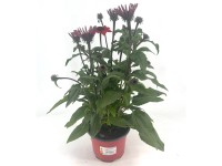 GROW by OBI Purpur-Sonnenhut Echinacea purpurea Topf Ø 19 cm
