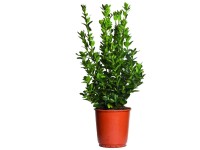 Japanischer Spindelstrauch Euonymus Select Topf Ø 23 cm / Höhe 55 cm