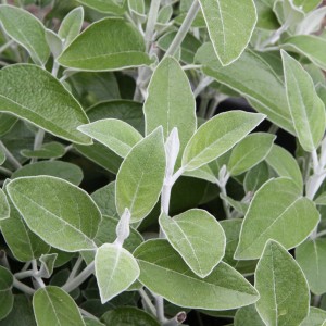Primo piano: Salvia peruviana in vaso con foglie verde-argento. Erbe aromatiche per balcone e giardino.