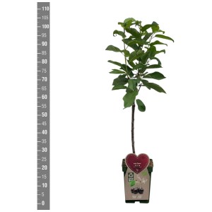 Cerise douce bio Regina en pot, env. 115 cm de haut. Idéal pour jardin et balcon.