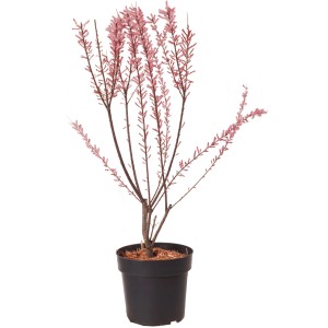 Piccola tamerice (Tamarix parviflora) in vaso, alta circa 60 cm, con delicati fiori rosa.