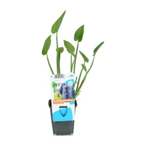 Pontederia cordata en pot, plante de bassin décorative avec des feuilles vertes.