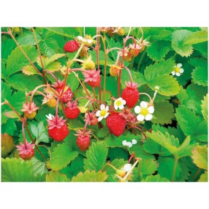 Fragola selvatica Alexandria in vaso con frutti rossi e foglie verdi.