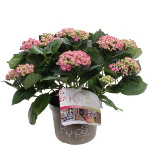 Ortensia Curly Wurly Hydrangea Macrophylla con fiori rosa in vaso.