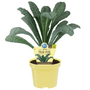 Chou palmier Black Magic bio Blu en pot, feuilles vert foncé. Légume feuille pour le jardin.