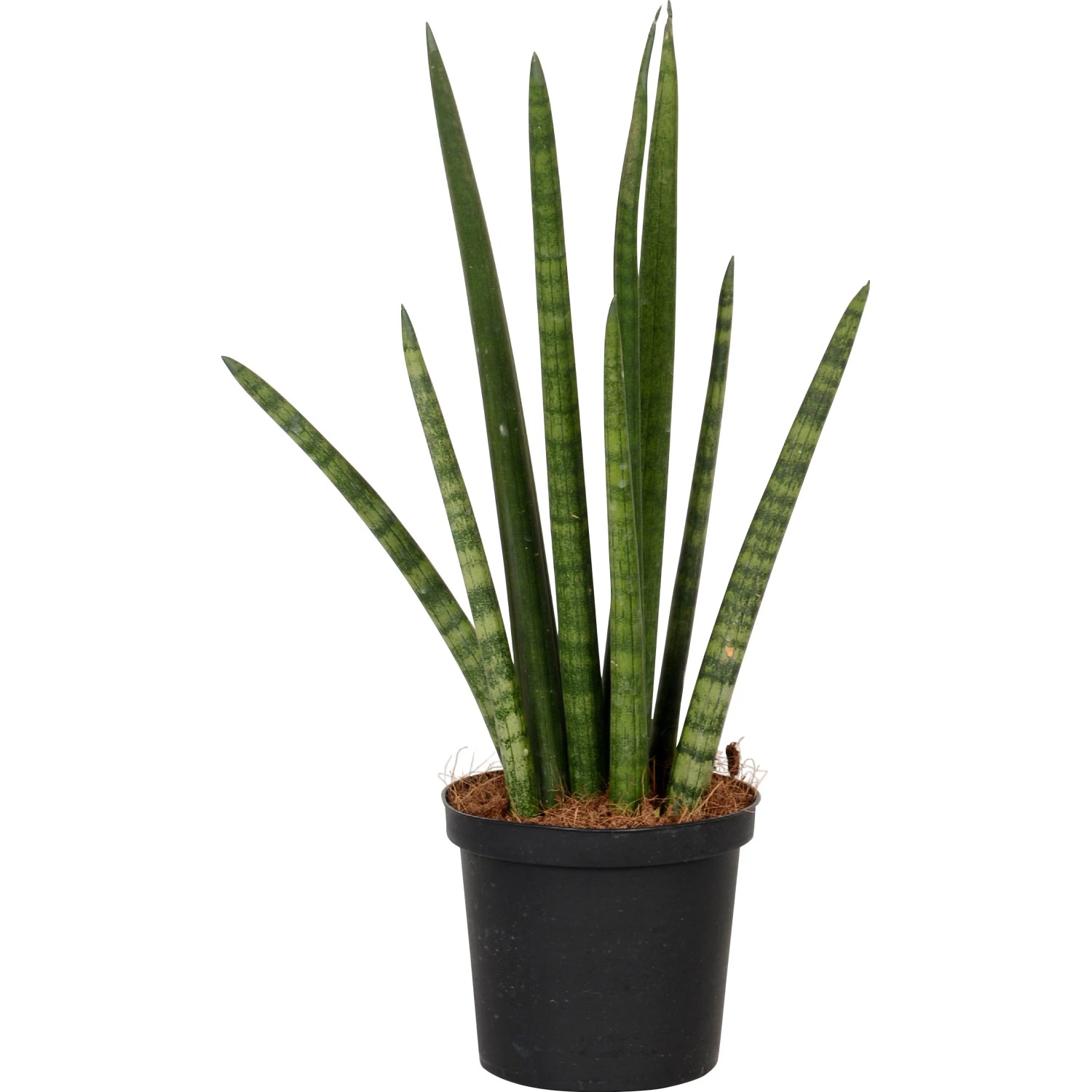 ikea sansevieria trifasciata Sansevieria Trifasciata Moonshine in Designer Planter – Pulpy Garden main image 1