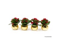 Flammendes Käthchen Kalanchoe blossfeldiana Weihnachtstopf Gold Ø 6 cm