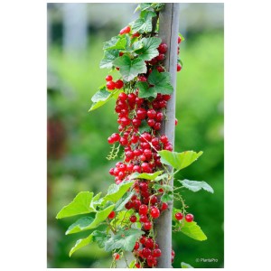 Groseillier Jonkheer van Tets avec des baies rouges sur un support dans le jardin.