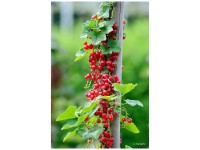 Bio Johannisbeere Jonkheer van Tets Rot Topf Ø 20 cm / Höhe 20 cm