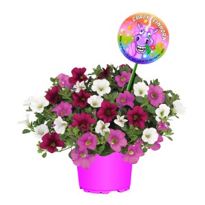 Calibrachoa Crazy Einhorn en pot avec des fleurs roses, magenta et blanches, plus un signe de licorne.