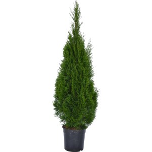 Smeraldo Albero della vita, ca. 100-125cm di altezza in vaso da 10l, pianta da siepe sempreverde.