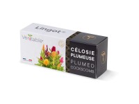 Véritable Lingot Blumensamen Gefiederter Hahnenkamm Véritable Lingot Blumensamen Gefiederter Hahnenkamm