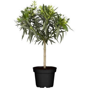 Oléandre GROW by OBI sur tige en pot, avec des fleurs blanches et des feuilles vertes.