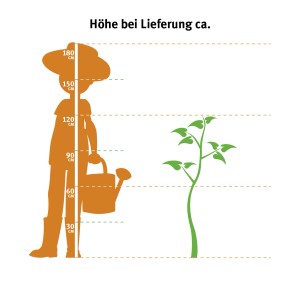 Illustration : Comparaison de la taille du pothos sur tuteur en mousse (hauteur de livraison). 