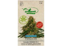 Hanfsamen Cannabis Fenomax FX-1 / 3 Stk.