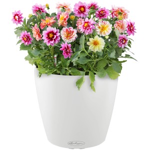 Lechuza Classico Color 28, pot de fleurs blanc avec des dahlias colorés, Ø 28 cm.