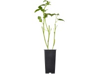 GROW by OBI Bio Brombeere Black Satin Rubus Schwarz Topf 2 l / Höhe 20 - 30 cm
