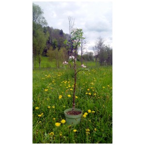 Jeune pommier bio Gloster en pot avec les premières fleurs dans une prairie.
