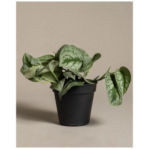 Feey Pothos argenté en pot, Scindapsus pictus Trebie avec des feuilles vert-argent.