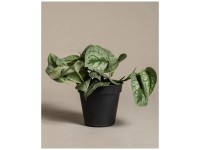 Photo Of Epipremnum Aureum In Minimalist Pot As Houseplant For Home Decoration Isolated On White Background Generative Ai
