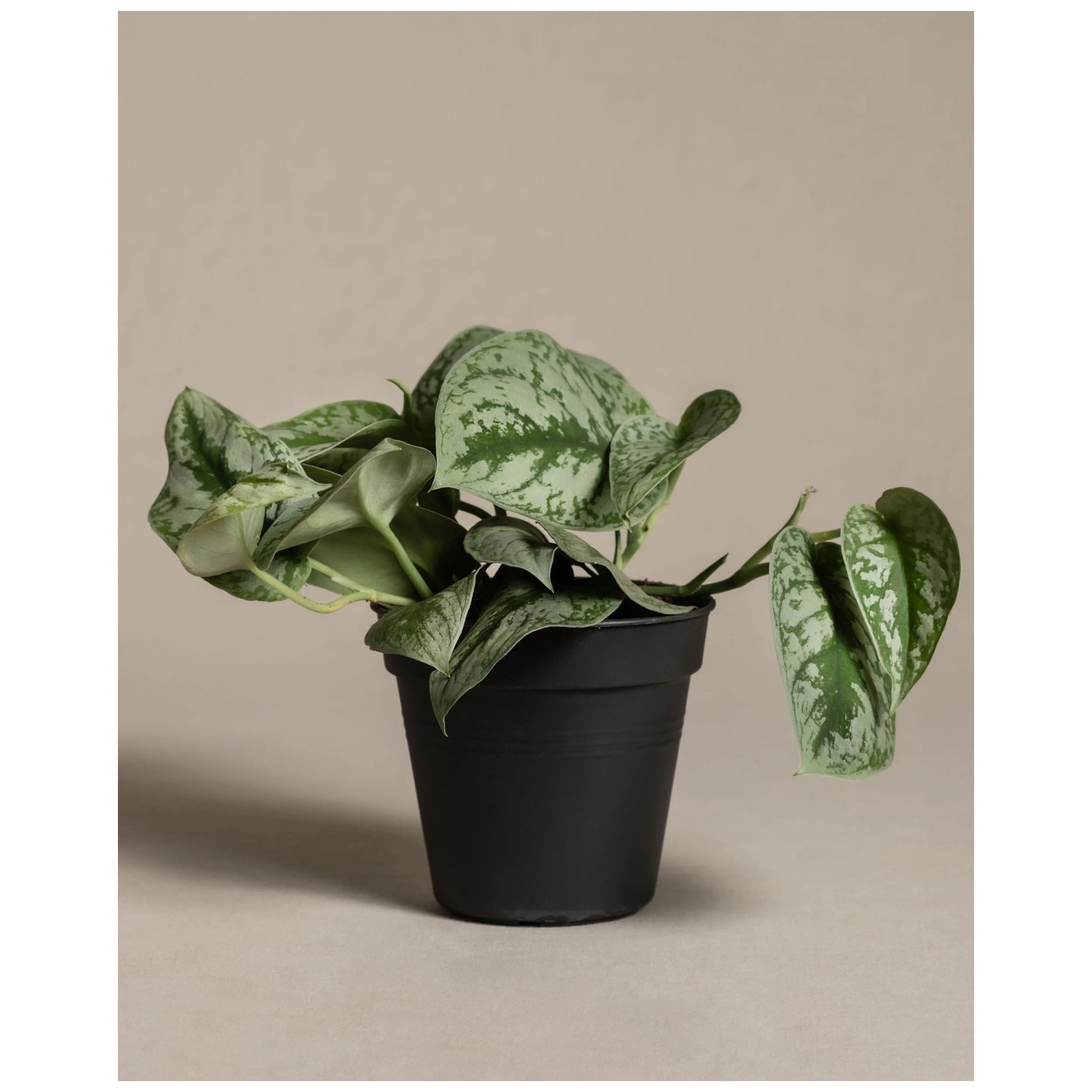 efeutute trebie Scindapsus pictus trebie (Gefleckte Efeutute) kaufen main image 0