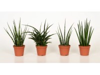 Bogenhanf Sansevieria cylindrica Mix Topf Ø 8 cm / 1 Stk.