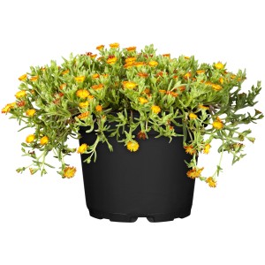 Delosperma, pianta del ghiaccio in vaso, fiori arancioni, foglie verdi. Pianta fiorita in vaso.