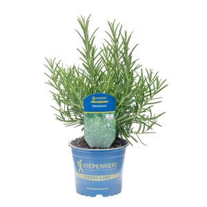 Kiepenkerl Gourmetrosmarin en pot (Ø 12cm). Herbes de cuisine aromatiques pour plats méditerranéens.