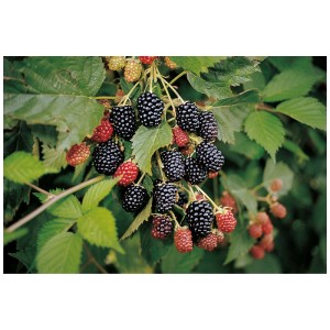 Reife Brombeeren der Sorte Nessy am Strauch. Süße, stachellose Früchte.